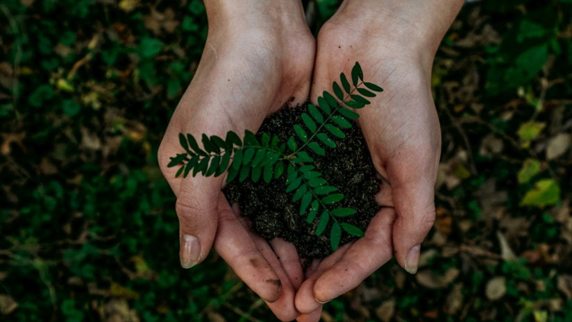 hands holding small plant seedling in soil